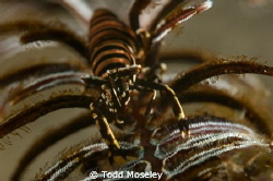 Lembeh
Nikon D700 with 1.5 teleconverter and +10 wet dio... by Todd Moseley 